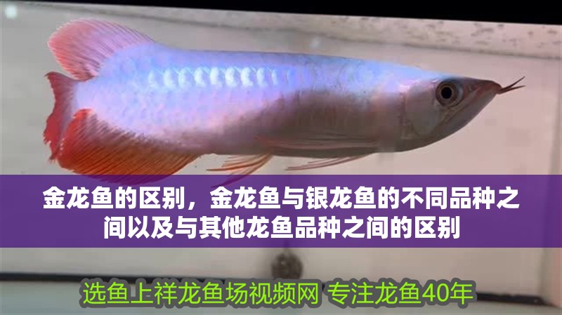 金龍魚的區(qū)別，金龍魚與銀龍魚的不同品種之間以及與其他龍魚品種之間的區(qū)別 金龍魚的區(qū)別，金龍魚與銀龍魚的不同品種之間以及與其他龍魚品種之間的區(qū)別 龍魚百科