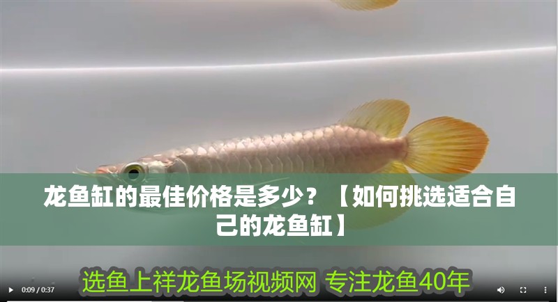 龍魚缸的最佳價格是多少？【如何挑選適合自己的龍魚缸】 龍魚缸的最佳價格是多少？【如何挑選適合自己的龍魚缸】 龍魚論壇