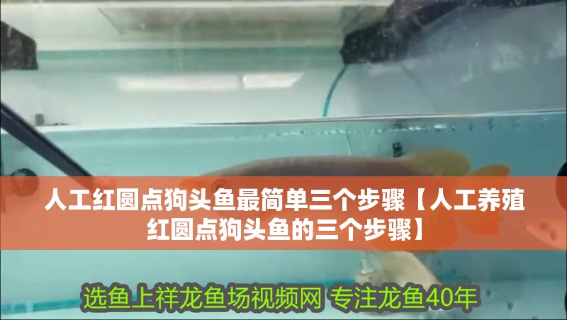 人工紅圓點狗頭魚最簡單三個步驟【人工養殖紅圓點狗頭魚的三個步驟】