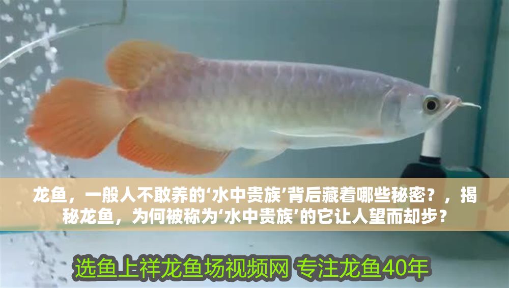 龍魚，一般人不敢養的‘水中貴族’背后藏著哪些秘密？，揭秘龍魚，為何被稱為‘水中貴族’的它讓人望而卻步？