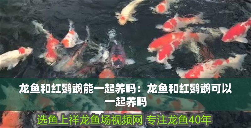 龍魚和紅鸚鵡能一起養嗎：龍魚和紅鸚鵡可以一起養嗎