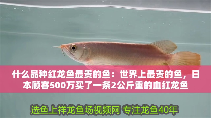 什么品種紅龍魚最貴的魚：世界上最貴的魚，日本顧客500萬買了一條2公斤重的血紅龍魚