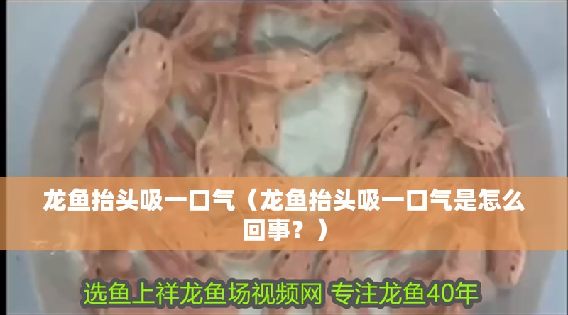 龍魚抬頭吸一口氣（龍魚抬頭吸一口氣是怎么回事？）