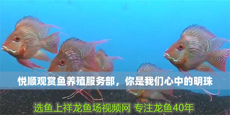 龍魚干蝦有營養嗎 悅順觀賞魚養殖服務部,你是我們心中的明珠 全國水族館企業名錄 悅順觀賞魚養殖服務部,你是我們心中的明珠 悅順觀賞魚養殖服務部,你是我們心中的明珠 全國水族館企業名錄
