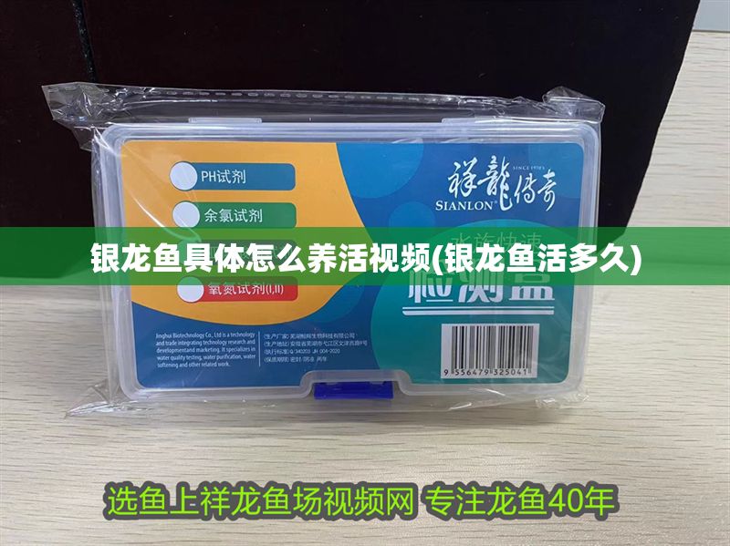 銀龍魚具體怎么養(yǎng)活視頻(銀龍魚活多久)