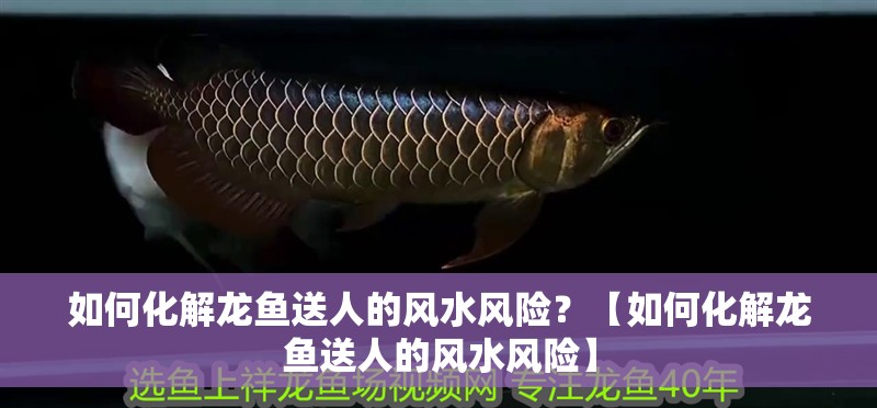 如何化解龍魚送人的風水風險？【如何化解龍魚送人的風水風險】