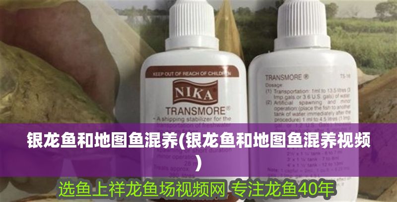 銀龍魚和地圖魚混養(yǎng)(銀龍魚和地圖魚混養(yǎng)視頻)
