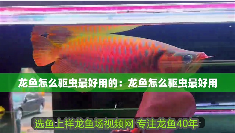 龍魚怎么驅蟲最好用的：龍魚怎么驅蟲最好用