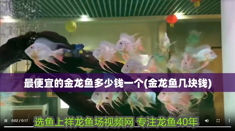 最便宜的金龍魚多少錢一個(金龍魚幾塊錢)