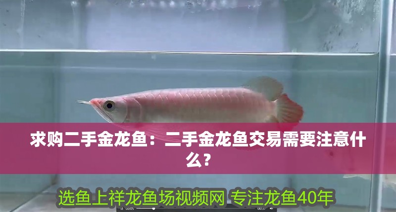 求購二手金龍魚：二手金龍魚交易需要注意什么？