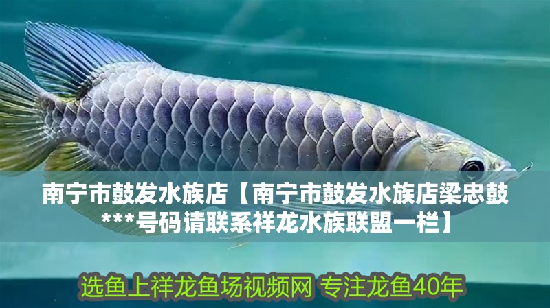 南寧市鼓發水族店【南寧市鼓發水族店梁忠鼓***號碼請聯系祥龍水族聯盟一欄】 南寧市鼓發水族店【南寧市鼓發水族店梁忠鼓***號碼請聯系祥龍水族聯盟一欄】 全國水族館企業名錄