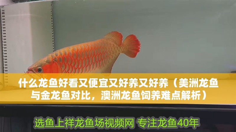 什么龍魚好看又便宜又好養又好養（美洲龍魚與金龍魚對比，澳洲龍魚飼養難點解析）