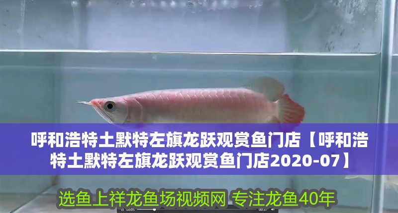 呼和浩特土默特左旗龍躍觀賞魚門店【呼和浩特土默特左旗龍躍觀賞魚門店2020-07】 呼和浩特土默特左旗龍躍觀賞魚門店【呼和浩特土默特左旗龍躍觀賞魚門店2020-07】 全國水族館企業名錄