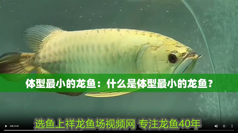 體型最小的龍魚：什么是體型最小的龍魚？