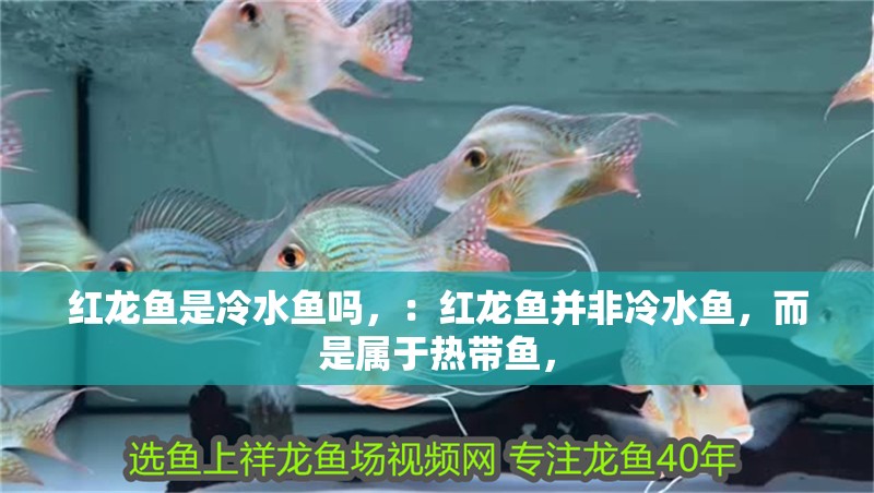 紅龍魚(yú)是冷水魚(yú)嗎，：紅龍魚(yú)并非冷水魚(yú)，而是屬于熱帶魚(yú)，
