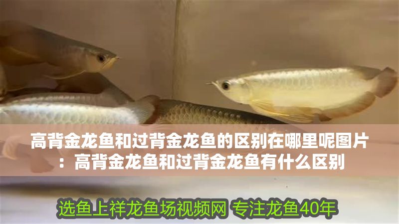 高背金龍魚和過背金龍魚的區(qū)別在哪里呢圖片：高背金龍魚和過背金龍魚有什么區(qū)別 高背金龍魚和過背金龍魚的區(qū)別在哪里呢圖片：高背金龍魚和過背金龍魚有什么區(qū)別 金龍魚百科 第1張