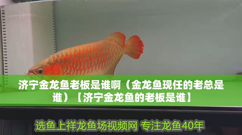 魚缸用增氧泵價格是多少:魚缸增氧機-xtrac增氧機-xtrac增氧機 濟寧金龍魚老板是誰啊(金龍魚現任的老總是誰)【濟寧金龍魚的老板是誰】 全國水族館企業名錄 濟寧金龍魚老板是誰啊(金龍魚現任的老總是誰)【濟寧金龍魚的老板是誰】 濟寧金龍魚老板是誰啊(金龍魚現任的老總是誰)【濟寧金龍魚的老板是誰】 全國水族館企業名錄