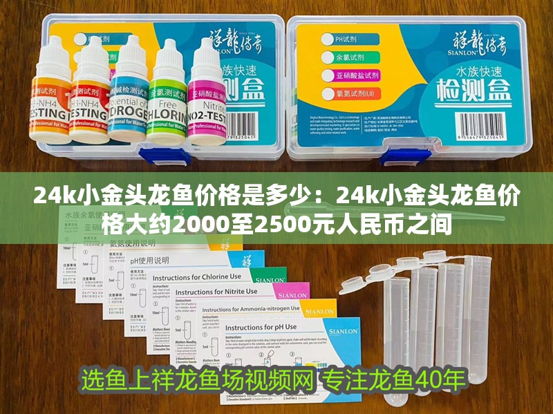 24k小金頭龍魚價格是多少：24k小金頭龍魚價格大約2000至2500元人民幣之間