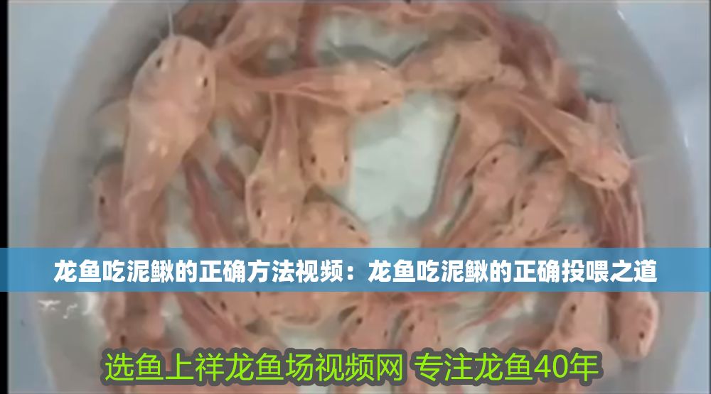 龍魚吃泥鰍的正確方法視頻：龍魚吃泥鰍的正確投喂之道 龍魚吃泥鰍的正確方法視頻：龍魚吃泥鰍的正確投喂之道 龍魚百科 第1張