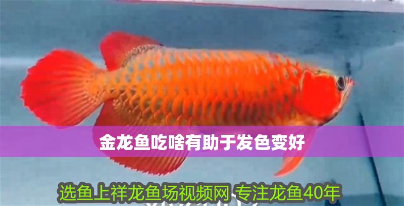 金龍魚吃啥有助于發(fā)色變好