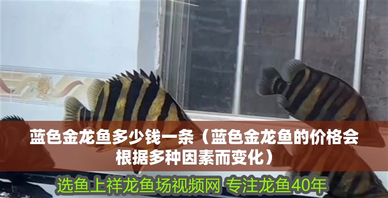 藍色金龍魚多少錢一條（藍色金龍魚的價格會根據多種因素而變化） 藍色金龍魚多少錢一條（藍色金龍魚的價格會根據多種因素而變化） 龍魚百科