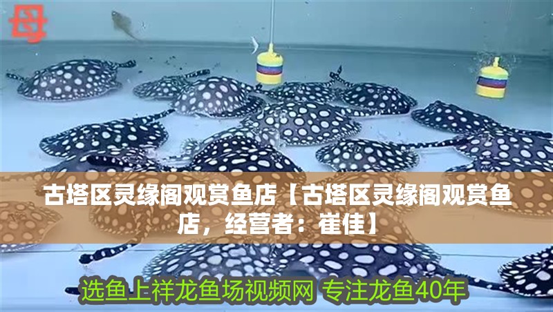 古塔區(qū)靈緣閣觀賞魚店【古塔區(qū)靈緣閣觀賞魚店，經(jīng)營者：崔佳】