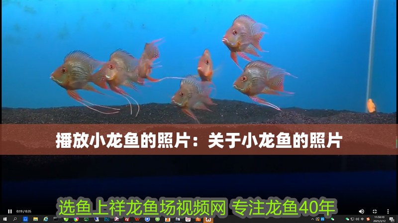 播放小龍魚的照片：關于小龍魚的照片