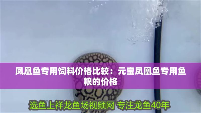 鳳凰魚專用飼料價格比較：元寶鳳凰魚專用魚糧的價格