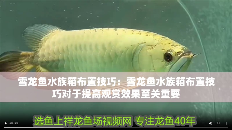 雪龍魚水族箱布置技巧：雪龍魚水族箱布置技巧對于提高觀賞效果至關重要 雪龍魚水族箱布置技巧：雪龍魚水族箱布置技巧對于提高觀賞效果至關重要 龍魚百科