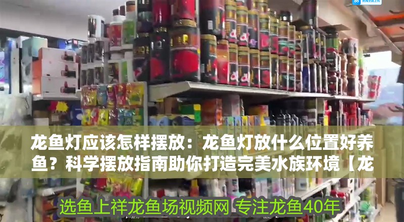 龍魚燈應該怎樣擺放：龍魚燈放什么位置好養魚？科學擺放指南助你打造完美水族環境【龍魚燈擺放位置】