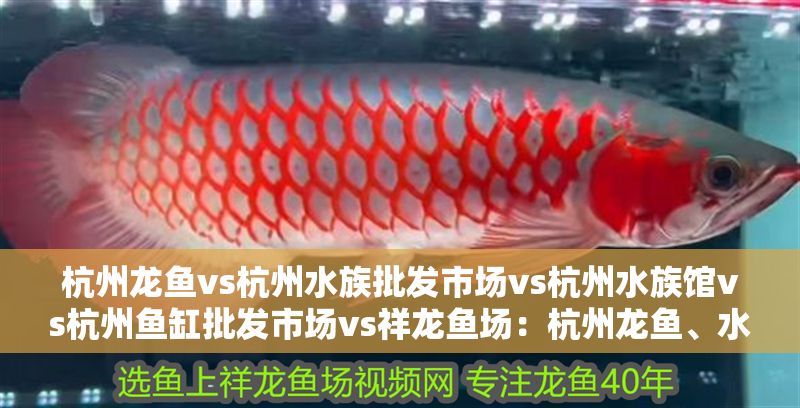 杭州龍魚vs杭州水族批發市場vs杭州水族館vs杭州魚缸批發市場vs祥龍魚場：杭州龍魚、水族批發市場、水族館和魚缸批發與銷售