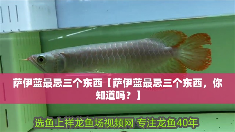 鸚鵡魚和銀龍魚混養(yǎng)怎樣喂食 薩伊藍(lán)最忌三個(gè)東西【薩伊藍(lán)最忌三個(gè)東西,你知道嗎?】 龍魚論壇 薩伊藍(lán)最忌三個(gè)東西【薩伊藍(lán)最忌三個(gè)東西,你知道嗎?】 薩伊藍(lán)最忌三個(gè)東西【薩伊藍(lán)最忌三個(gè)東西,你知道嗎?】 龍魚論壇