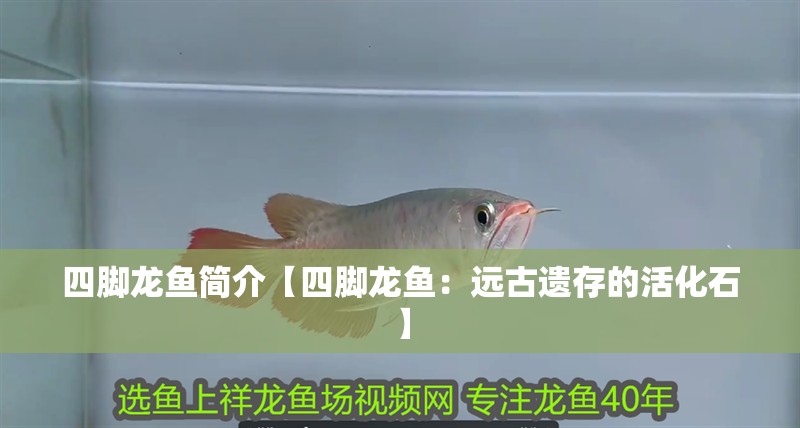 四腳龍魚(yú)簡(jiǎn)介【四腳龍魚(yú)：遠(yuǎn)古遺存的活化石】