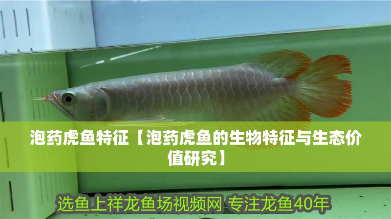 泡藥虎魚特征【泡藥虎魚的生物特征與生態(tài)價值研究】 泡藥虎魚特征【泡藥虎魚的生物特征與生態(tài)價值研究】 龍魚論壇