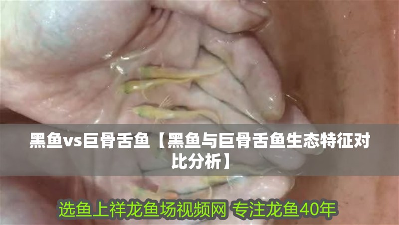 黑魚vs巨骨舌魚【黑魚與巨骨舌魚生態特征對比分析】