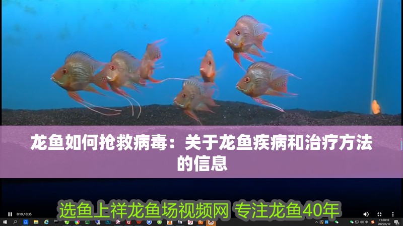 龍魚如何搶救病毒：關(guān)于龍魚疾病和治療方法的信息
