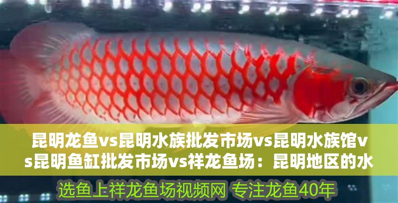 昆明龍魚vs昆明水族批發市場vs昆明水族館vs昆明魚缸批發市場vs祥龍魚場:昆明地區的水族市場 祥龍魚場各市分站 第2張 昆明龍魚vs昆明水族批發市場vs昆明水族館vs昆明魚缸批發市場vs祥龍魚場:昆明地區的水族市場 昆明龍魚vs昆明水族批發市場vs昆明水族館vs昆明魚缸批發市場vs祥龍魚場:昆明地區的水族市場 祥龍魚場各市分站 第2張