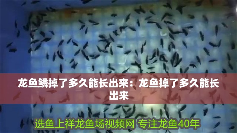 龍魚鱗掉了多久能長(zhǎng)出來(lái)：龍魚掉了多久能長(zhǎng)出來(lái)