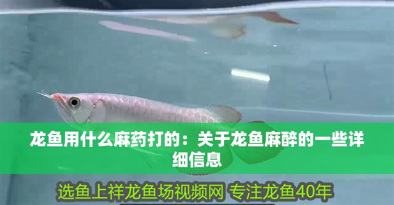 龍魚用什么麻藥打的：關(guān)于龍魚麻醉的一些詳細(xì)信息 龍魚用什么麻藥打的：關(guān)于龍魚麻醉的一些詳細(xì)信息 龍魚百科