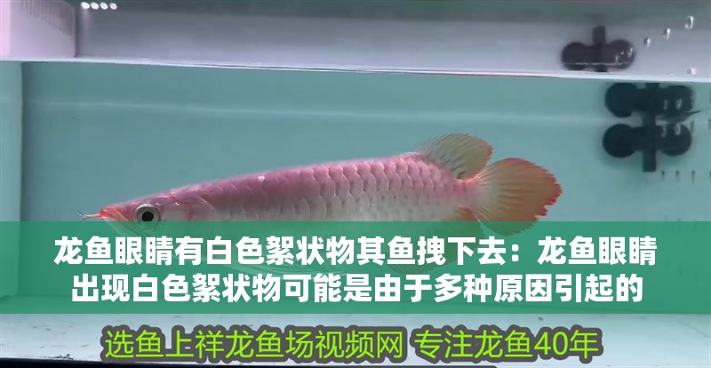 龍魚(yú)眼睛有白色絮狀物其魚(yú)拽下去：龍魚(yú)眼睛出現(xiàn)白色絮狀物可能是由于多種原因引起的 龍魚(yú)眼睛有白色絮狀物其魚(yú)拽下去：龍魚(yú)眼睛出現(xiàn)白色絮狀物可能是由于多種原因引起的 龍魚(yú)百科