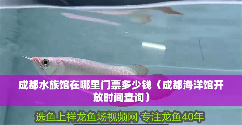 成都水族館在哪里門票多少錢（成都海洋館開放時間查詢）