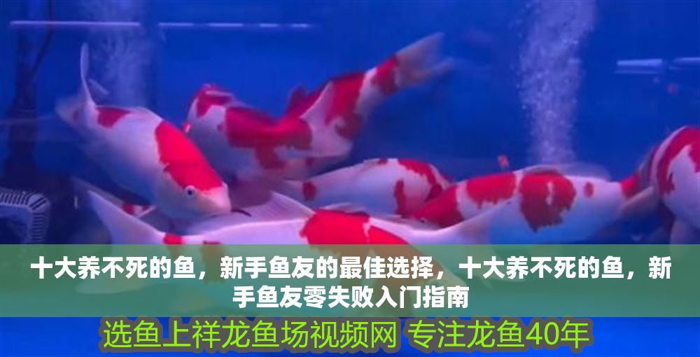 十大養不死的魚，新手魚友的最佳選擇，十大養不死的魚，新手魚友零失敗入門指南