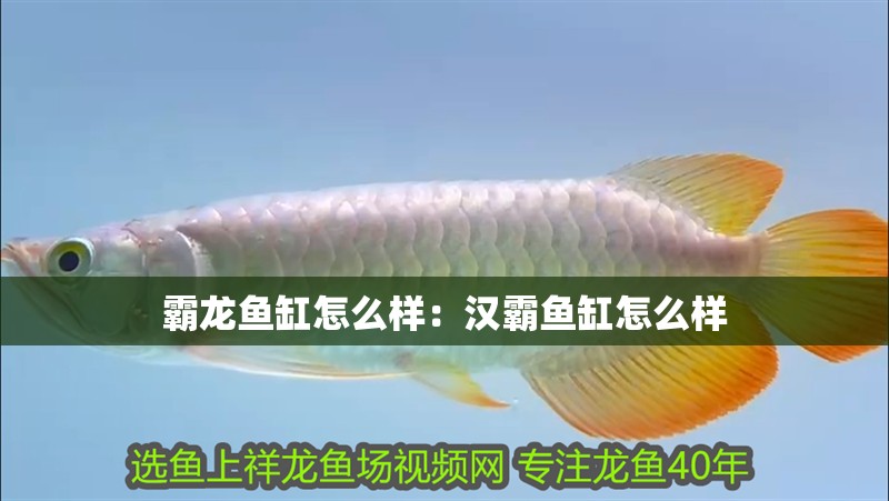 霸龍魚缸怎么樣：漢霸魚缸怎么樣 霸龍魚缸怎么樣：漢霸魚缸怎么樣 龍魚百科