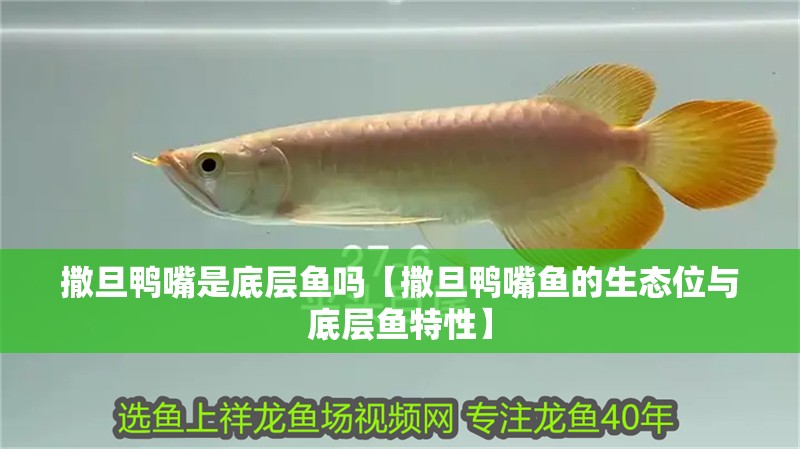 撒旦鴨嘴是底層魚嗎【撒旦鴨嘴魚的生態位與底層魚特性】 撒旦鴨嘴是底層魚嗎【撒旦鴨嘴魚的生態位與底層魚特性】 龍魚論壇