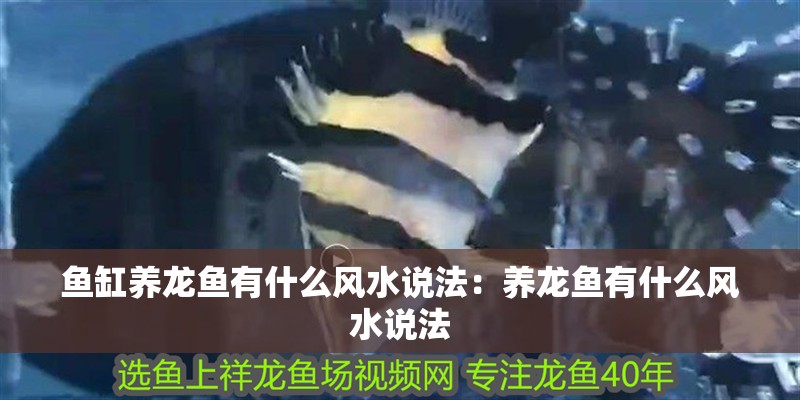 魚缸養龍魚有什么風水說法：養龍魚有什么風水說法