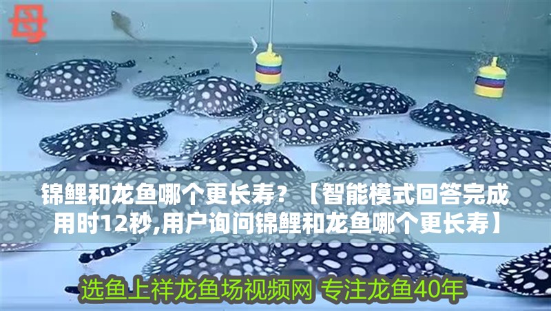 錦鯉和龍魚哪個更長壽？【智能模式回答完成用時12秒,用戶詢問錦鯉和龍魚哪個更長壽】 錦鯉和龍魚哪個更長壽？【智能模式回答完成用時12秒,用戶詢問錦鯉和龍魚哪個更長壽】 龍魚論壇