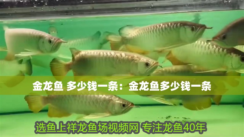 金龍魚 多少錢一條：金龍魚多少錢一條 金龍魚 多少錢一條：金龍魚多少錢一條 龍魚百科