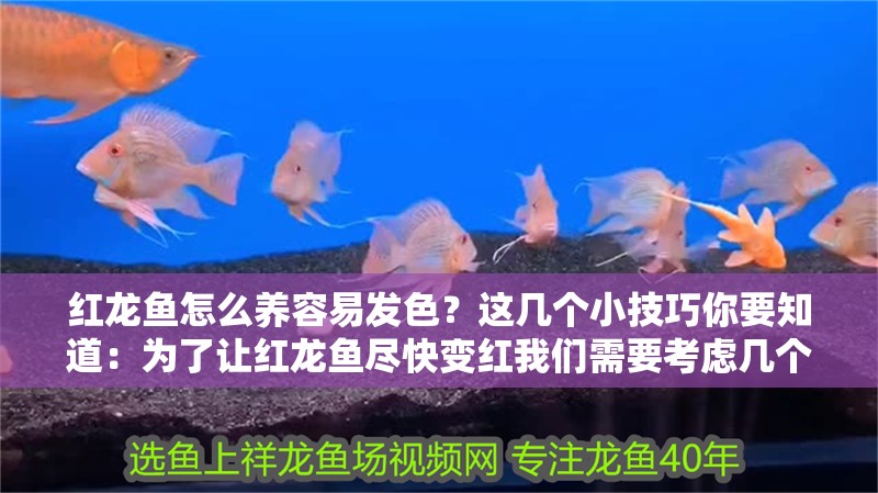 紅龍魚怎么養容易發色？這幾個小技巧你要知道：為了讓紅龍魚盡快變紅我們需要考慮幾個關鍵因素 紅龍魚怎么養容易發色？這幾個小技巧你要知道：為了讓紅龍魚盡快變紅我們需要考慮幾個關鍵因素 龍魚百科