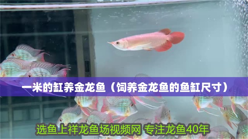 一米的缸養金龍魚（飼養金龍魚的魚缸尺寸）