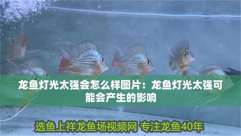 龍魚燈光太強(qiáng)會怎么樣圖片：龍魚燈光太強(qiáng)可能會產(chǎn)生的影響